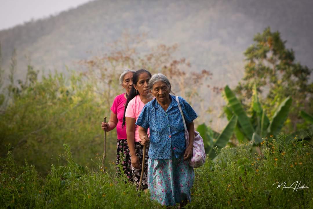 Tree Plantation