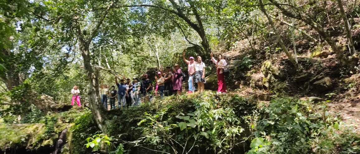Tree Plantation
